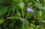 Limestone wild petunia